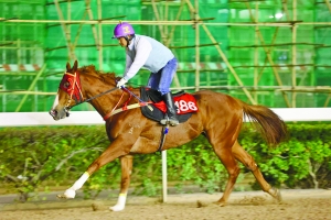 澳門今晚開(kāi)特馬四不像圖,安全解析方案_時(shí)尚版OFY206.65