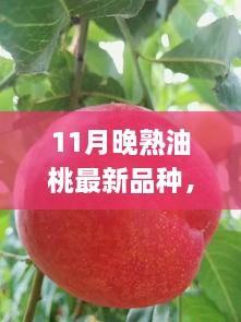 11月晚熟油桃新品種亮相，甘甜獨特品嘗正當季