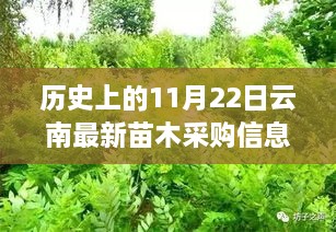 云南苗木采購信息背后的綠葉情深，一個(gè)關(guān)于友情與歷史的溫馨故事