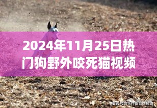 熱門狗野外咬死貓事件深度解析，特性、體驗(yàn)、競品對比及用戶洞察分析