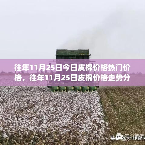 往年11月25日皮棉價格深度解析，走勢分析、觀點闡述與熱門價格解讀