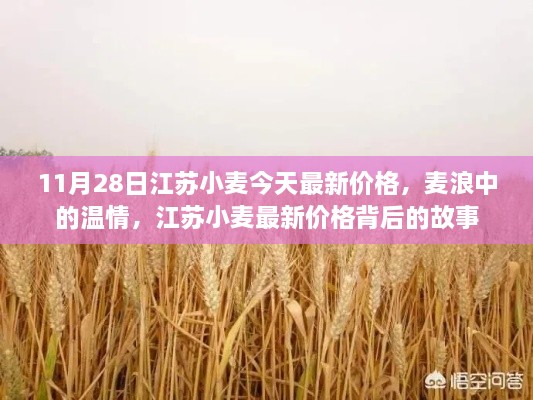 江蘇小麥最新價格揭秘，溫情背后的故事，11月28日麥浪中的市場動態(tài)