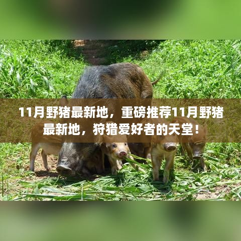 11月野豬最新狩獵地推薦，狩獵愛(ài)好者的天堂！