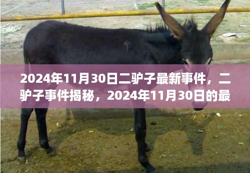 二驢子事件揭秘，最新篇章揭曉于2024年11月30日