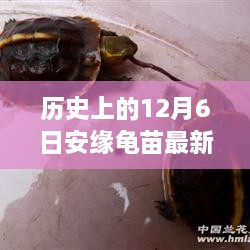 探尋自然美景的心靈之旅，歷史上的安緣龜苗最新報價揭曉在12月6日