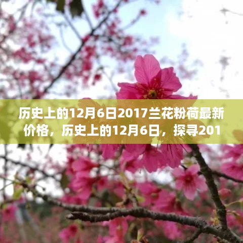 歷史上的12月6日，探尋2017蘭花粉荷最新價格與市場影響