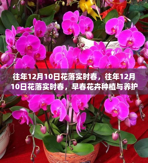 早春花卉種植與養(yǎng)護(hù)全攻略，12月10日花落實(shí)時(shí)春的種植與養(yǎng)護(hù)指南