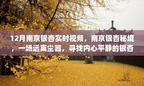 南京銀杏秘境，尋找內心平靜的銀杏之旅實時播報與視頻欣賞