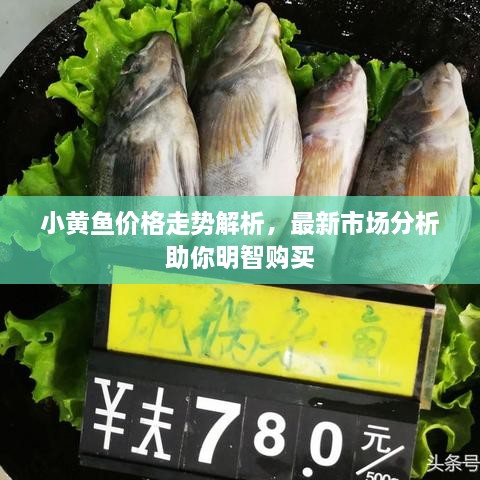 小黃魚(yú)價(jià)格走勢(shì)解析，最新市場(chǎng)分析助你明智購(gòu)買(mǎi)