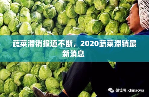 蔬菜滯銷報道不斷，2020蔬菜滯銷最新消息 