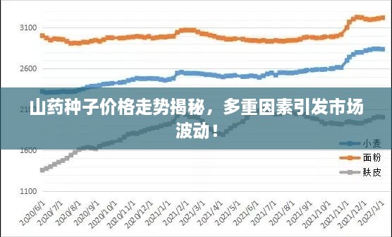 山藥種子價格走勢揭秘，多重因素引發(fā)市場波動！