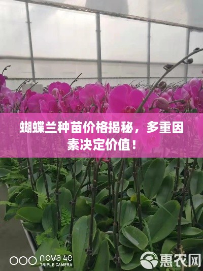 蝴蝶蘭種苗價格揭秘，多重因素決定價值！