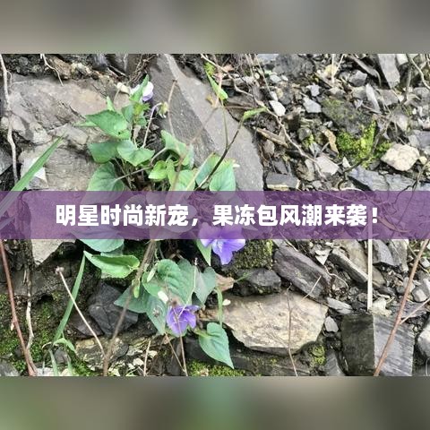 明星時尚新寵，果凍包風(fēng)潮來襲！