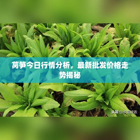 萵筍今日行情分析，最新批發(fā)價(jià)格走勢揭秘