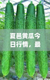 夏邑黃瓜今日行情，最新價(jià)格一網(wǎng)打盡