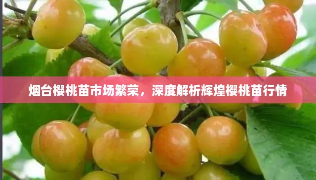 煙臺(tái)櫻桃苗市場(chǎng)繁榮，深度解析輝煌櫻桃苗行情