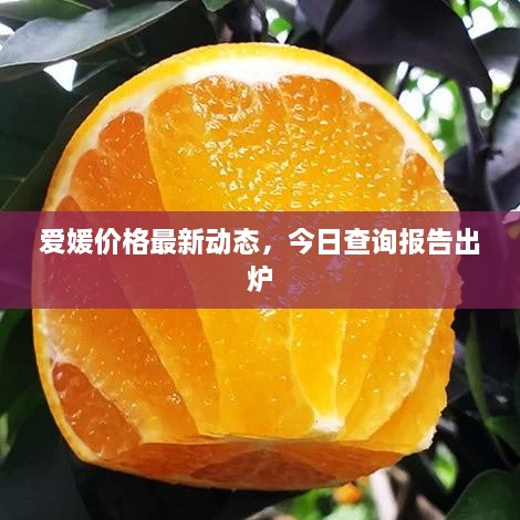 愛媛價(jià)格最新動(dòng)態(tài)，今日查詢報(bào)告出爐