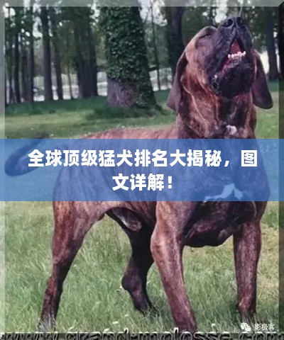 全球頂級(jí)猛犬排名大揭秘，圖文詳解！