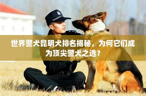 世界警犬昆明犬排名揭秘，為何它們成為頂尖警犬之選？