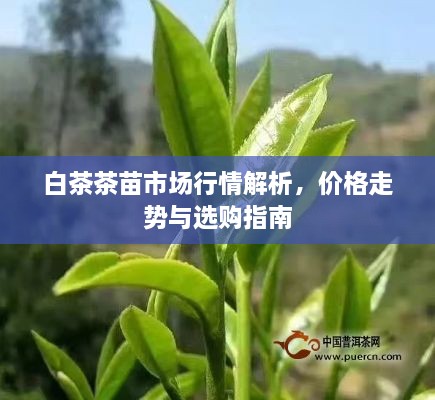 白茶茶苗市場行情解析，價格走勢與選購指南