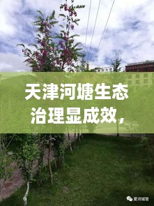 天津河塘生態(tài)治理顯成效，城市面貌煥然一新