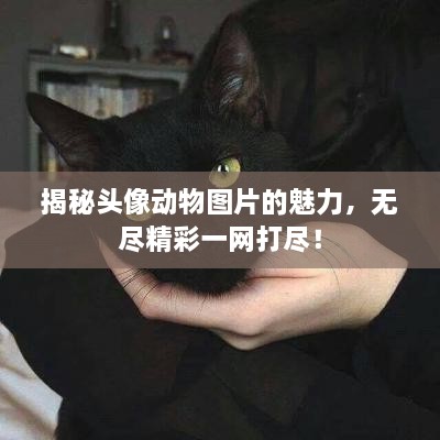 揭秘頭像動物圖片的魅力，無盡精彩一網(wǎng)打盡！