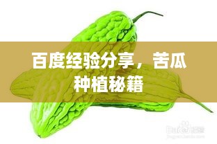 百度經(jīng)驗(yàn)分享，苦瓜種植秘籍