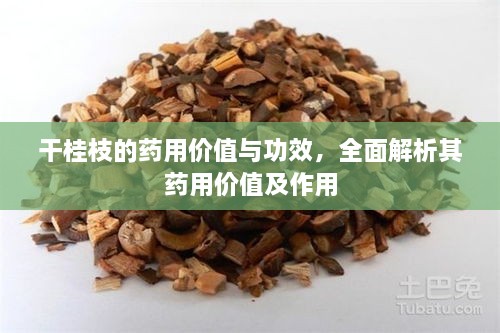 干桂枝的藥用價(jià)值與功效，全面解析其藥用價(jià)值及作用