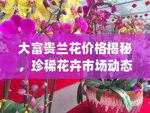 大富貴蘭花價(jià)格揭秘，珍稀花卉市場(chǎng)動(dòng)態(tài)與價(jià)值探究