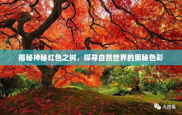 揭秘神秘紅色之樹，探尋自然世界的奧秘色彩