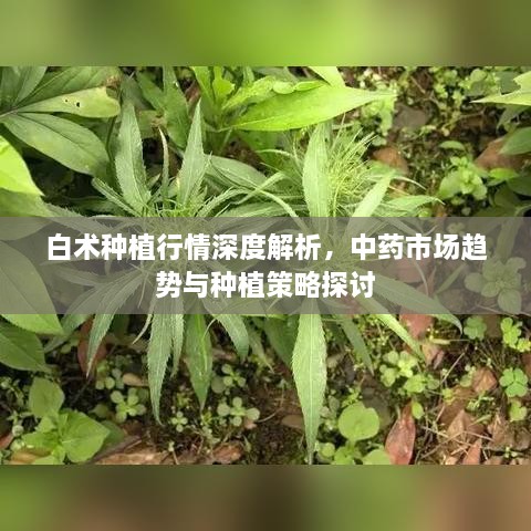 白術(shù)種植行情深度解析，中藥市場(chǎng)趨勢(shì)與種植策略探討