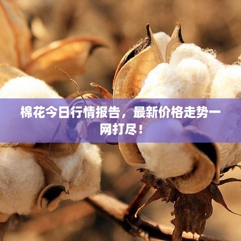 棉花今日行情報告，最新價格走勢一網(wǎng)打盡！