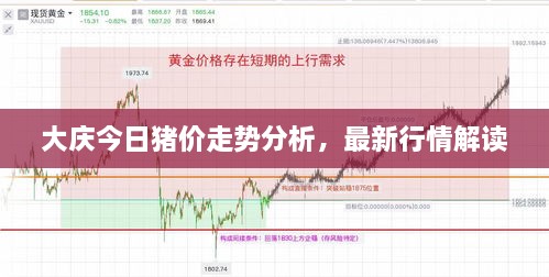 大慶今日豬價走勢分析，最新行情解讀