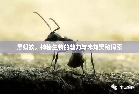 黑螞蟻，神秘生物的魅力與未知奧秘探索