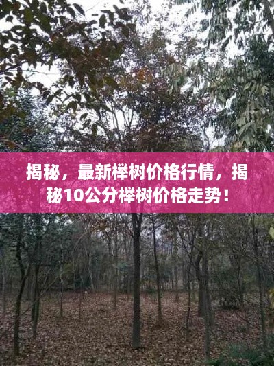 揭秘，最新櫸樹價格行情，揭秘10公分櫸樹價格走勢！