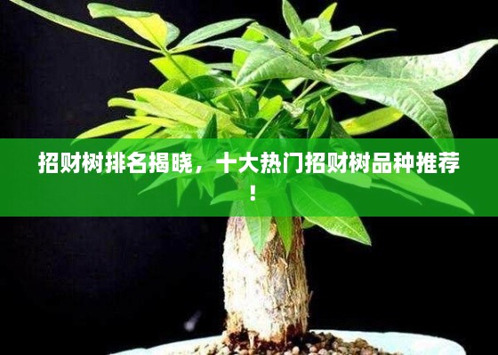 招財(cái)樹排名揭曉，十大熱門招財(cái)樹品種推薦！