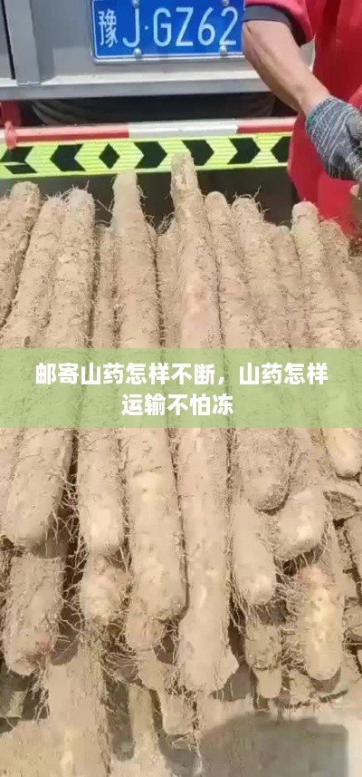 郵寄山藥怎樣不斷，山藥怎樣運輸不怕凍 