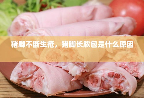 豬腳不斷生瘡，豬腳長(zhǎng)膿包是什么原因 