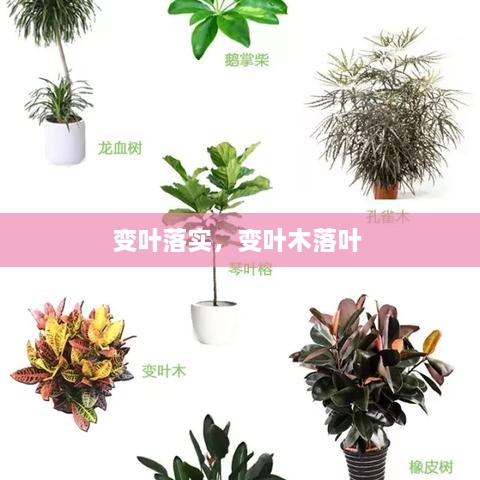 變?nèi)~落實(shí)，變?nèi)~木落葉 
