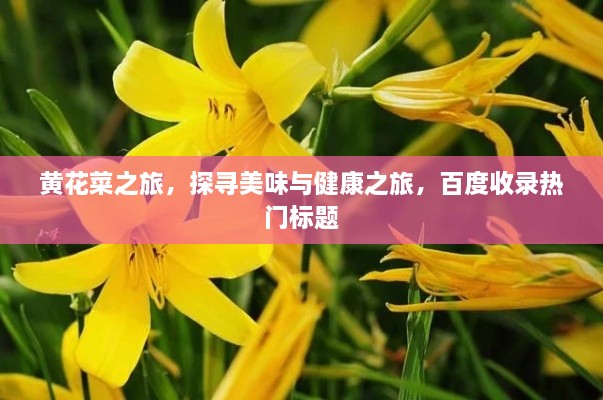 黃花菜之旅，探尋美味與健康之旅，百度收錄熱門標(biāo)題