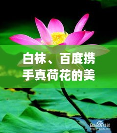 白襪、百度攜手真荷花的美麗奇緣