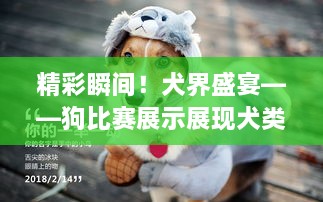 精彩瞬間！犬界盛宴——狗比賽展示展現(xiàn)犬類魅力
