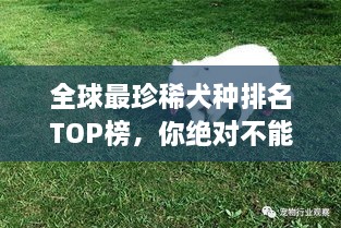 全球最珍稀犬種排名TOP榜，你絕對不能錯過！