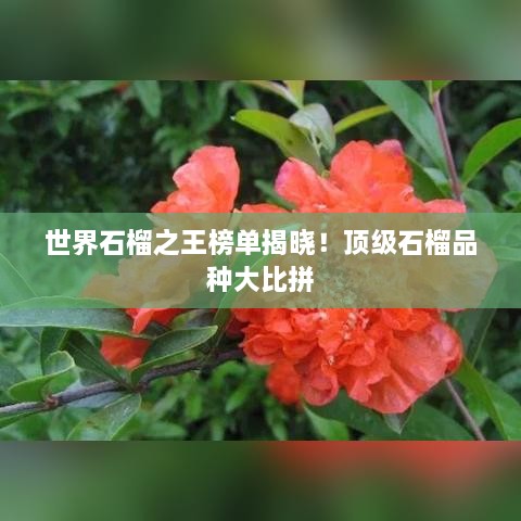 世界石榴之王榜單揭曉！頂級石榴品種大比拼